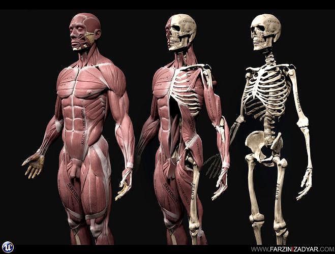Human Anatomy Kit