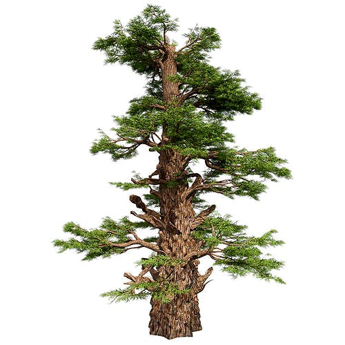 Western Juniper Tree