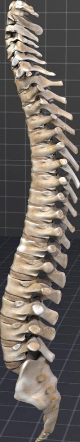 Human Spinal Cord Anatomy3d model