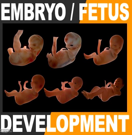 Human Fetus and Embryo Development3d model