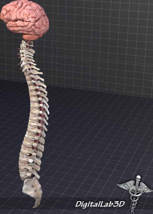 Human Vertebral Column and Brain Anatomy3d model