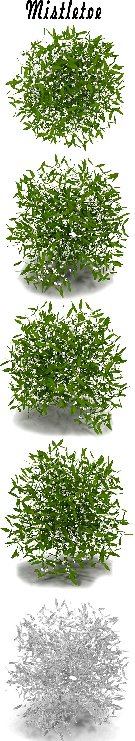 Mistletoe