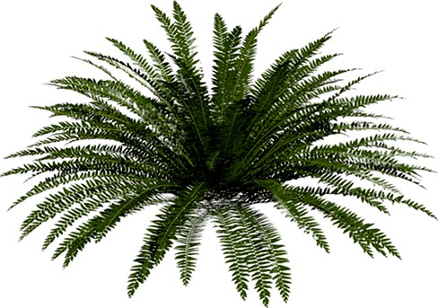 Evergreen Fern