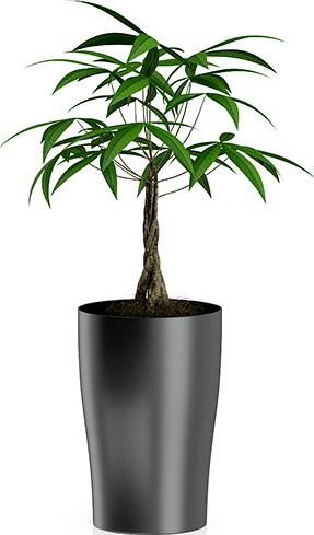 Money Tree in Dark Pot