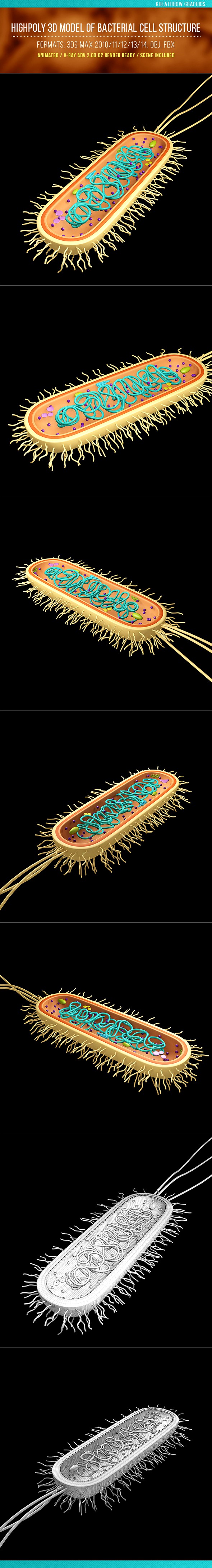 Highpoly 3D Model of Bacterial Cell Structure