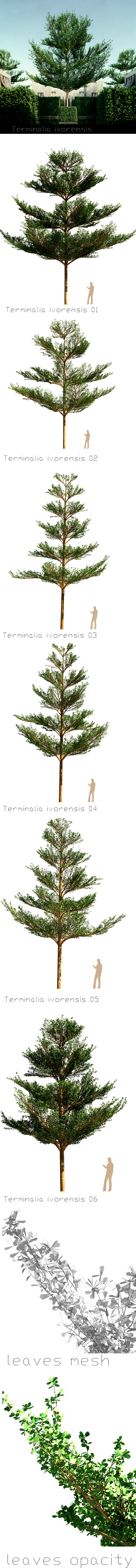 6 Terminalia ivorensis tree