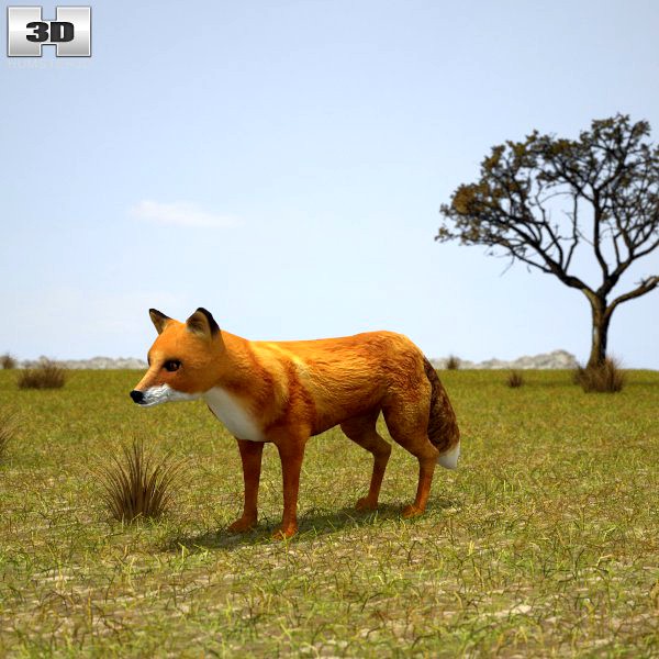 European Red Fox3d model