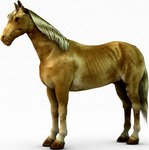 Palomino horse3d model