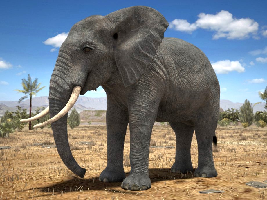 African Elephant Rigged for 3dsmax3d model