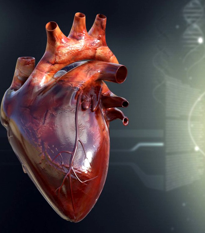 Human Heart Anatomy3d model