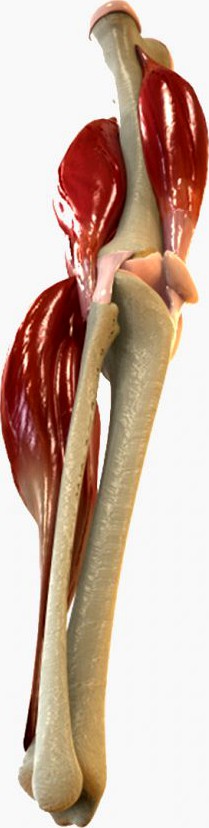 Knee Joint Anatomy3d model