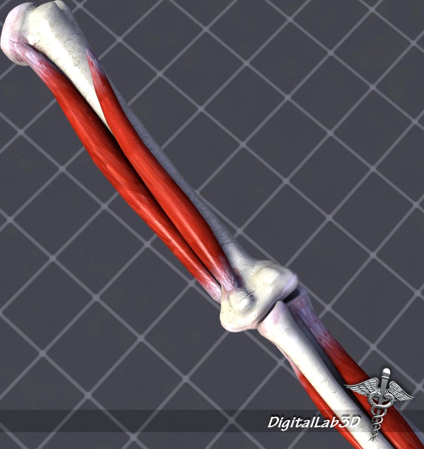 Human Elbow Bone and Muscle Structure3d model