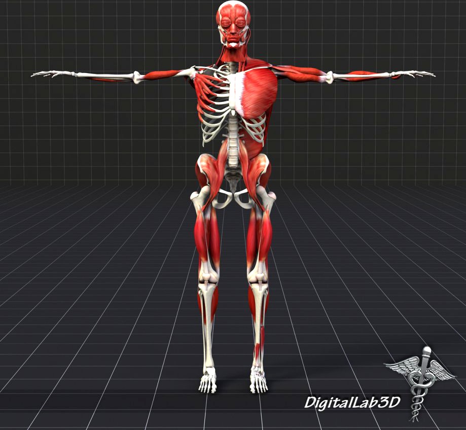 Human Muscle And Bone Structure3d model