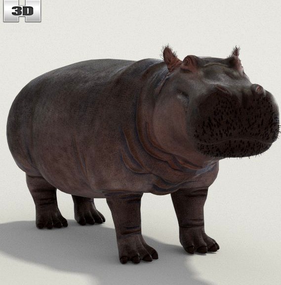 Hippopotamus High Detailed Rigged3d model