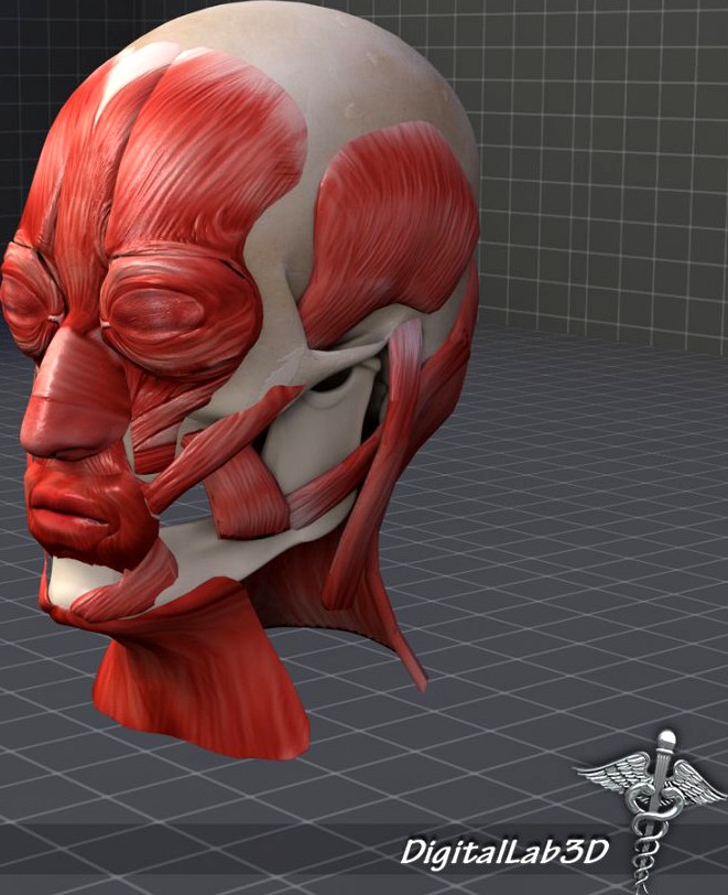 Facial Muscle Structure3d model