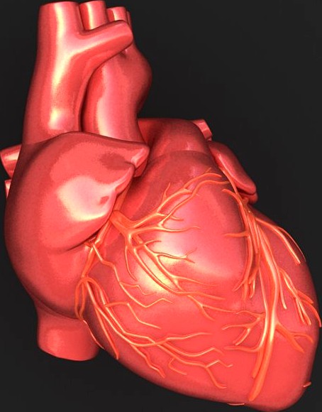 Human Heart3d model