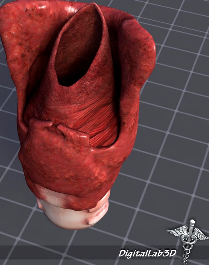 Throat Larynx3d model