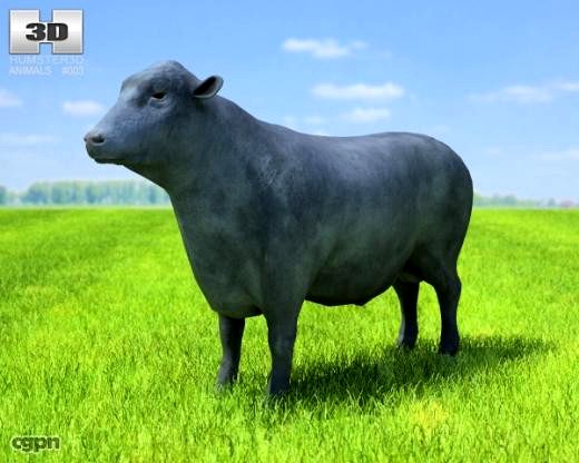 Angus Bull3d model