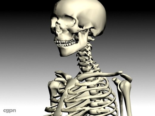 Human Skeleton3d model