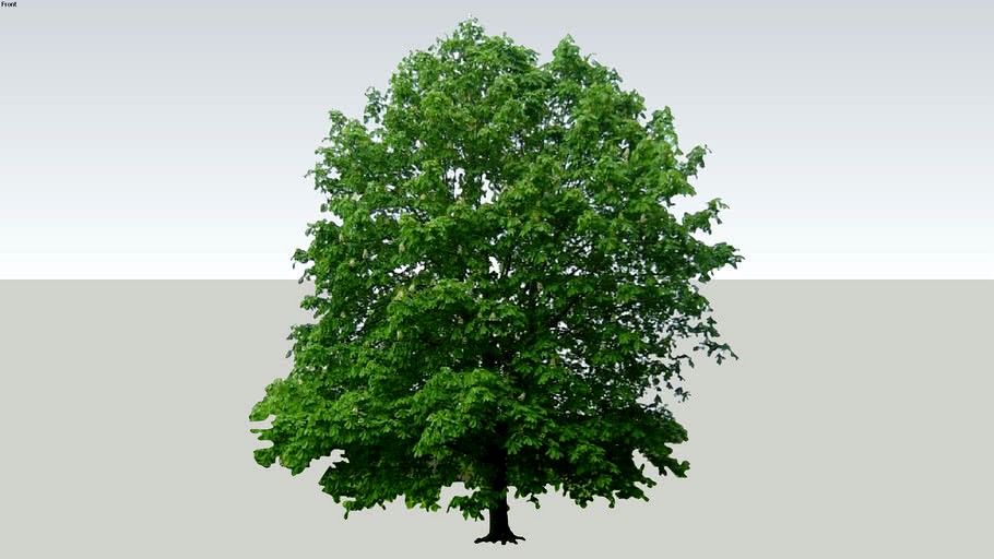 2D Chestnut tree