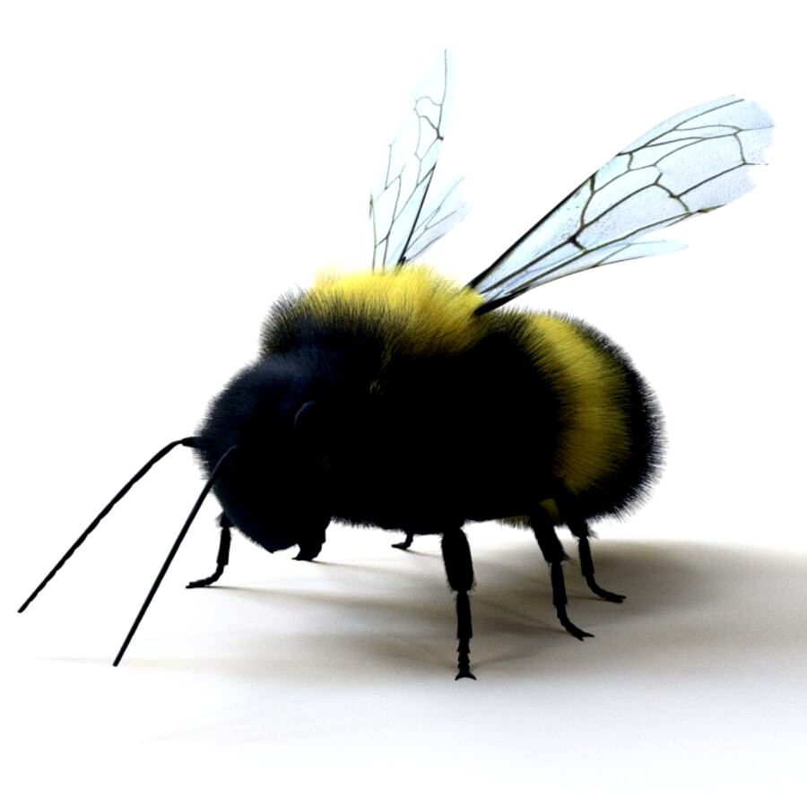 Bumblebee