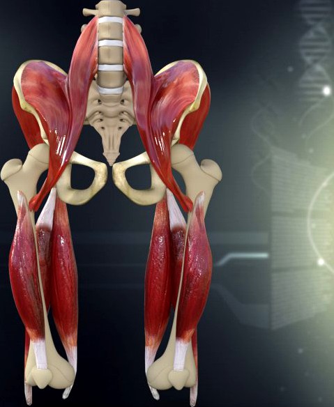 Human Pelvis Muscle Bone Anatomy 3D Model