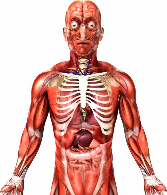 Rigged - Human Male Anatomy 3D Model