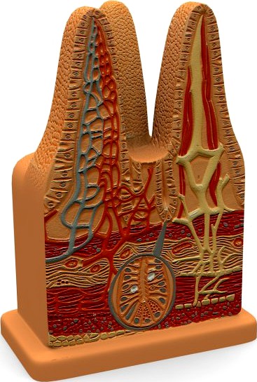 Microbiology Digestive Villi 3D Model