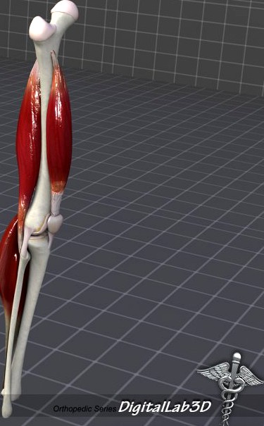 Knee Joint Anatomy 3D Model