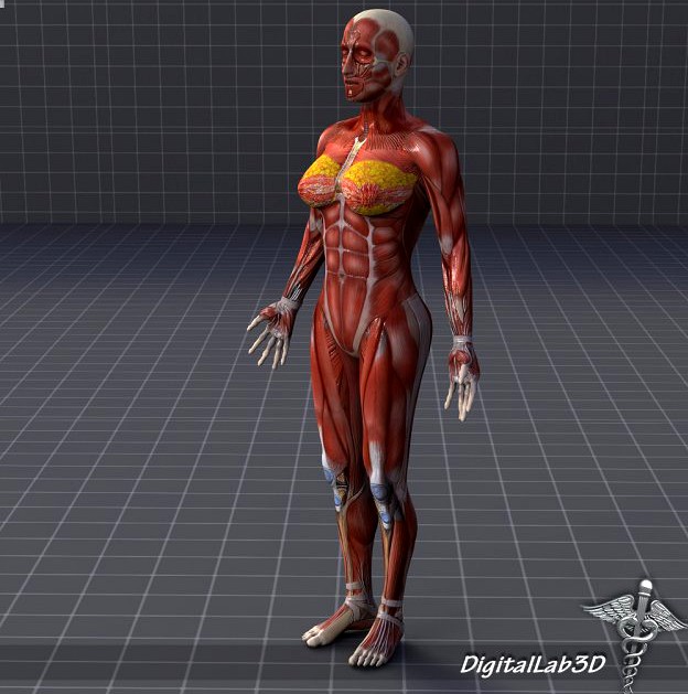 Rigged - Human Female Muscular System 3D Model