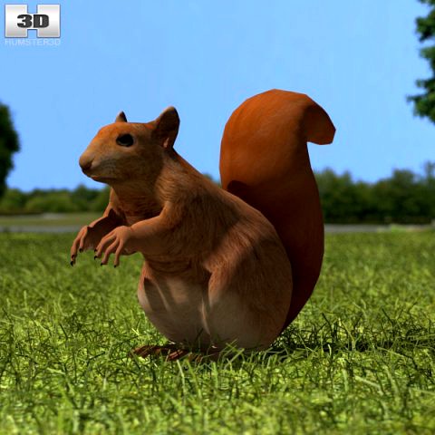 American Red Squirrel 3D Model