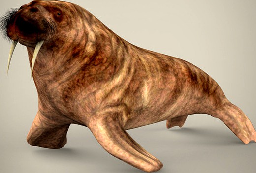 Realistic Walrus