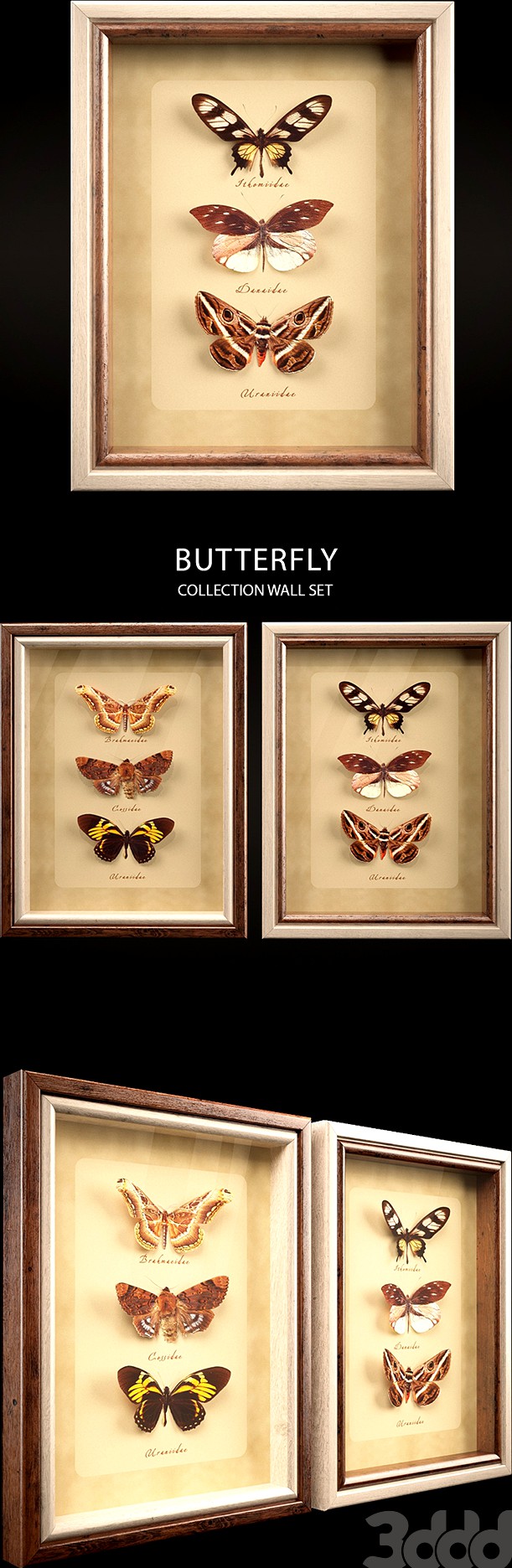Butterfly Collection Set