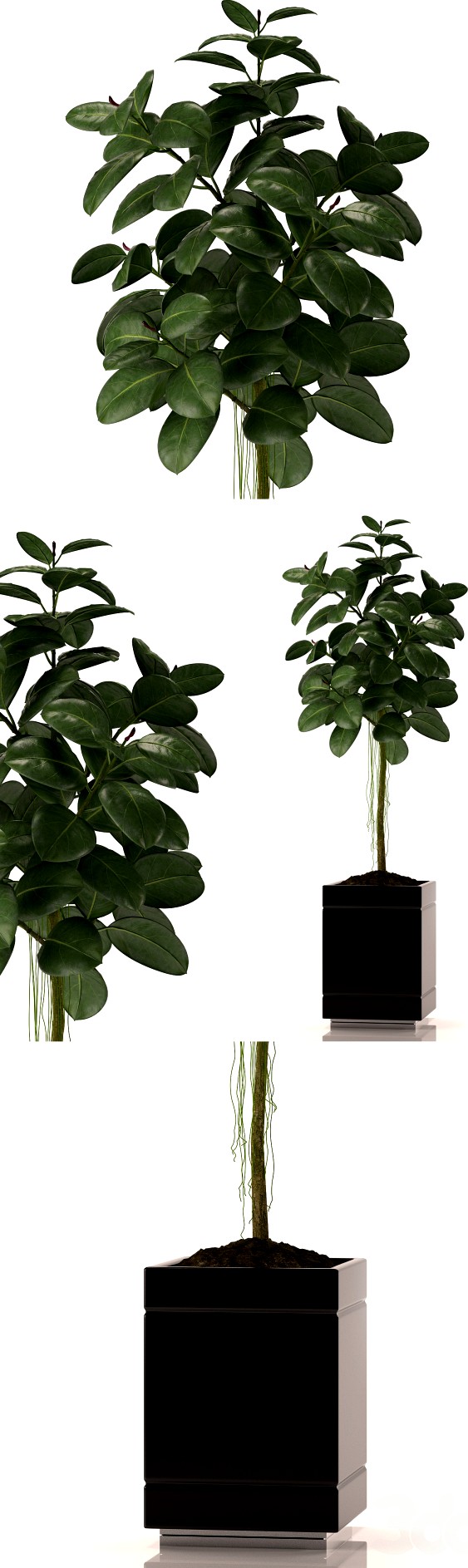 RUBBER PLANTS 22