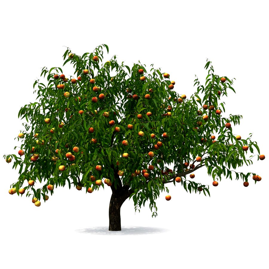 Peach Tree with Fruits