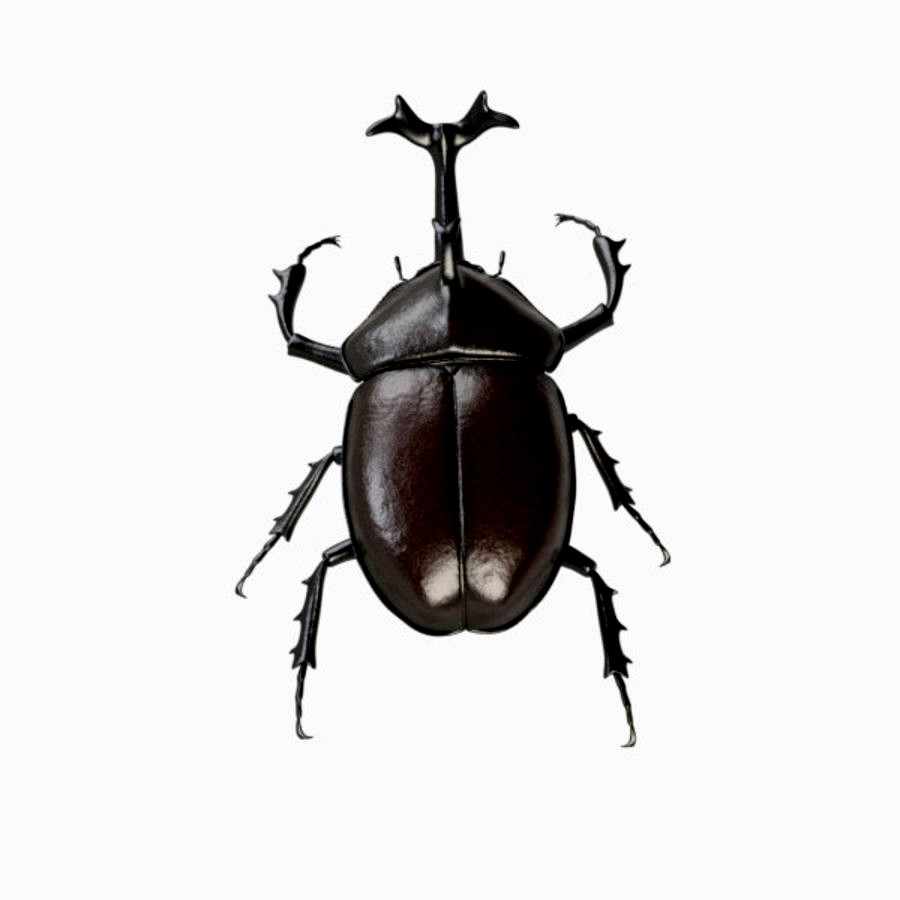 Beetle 01