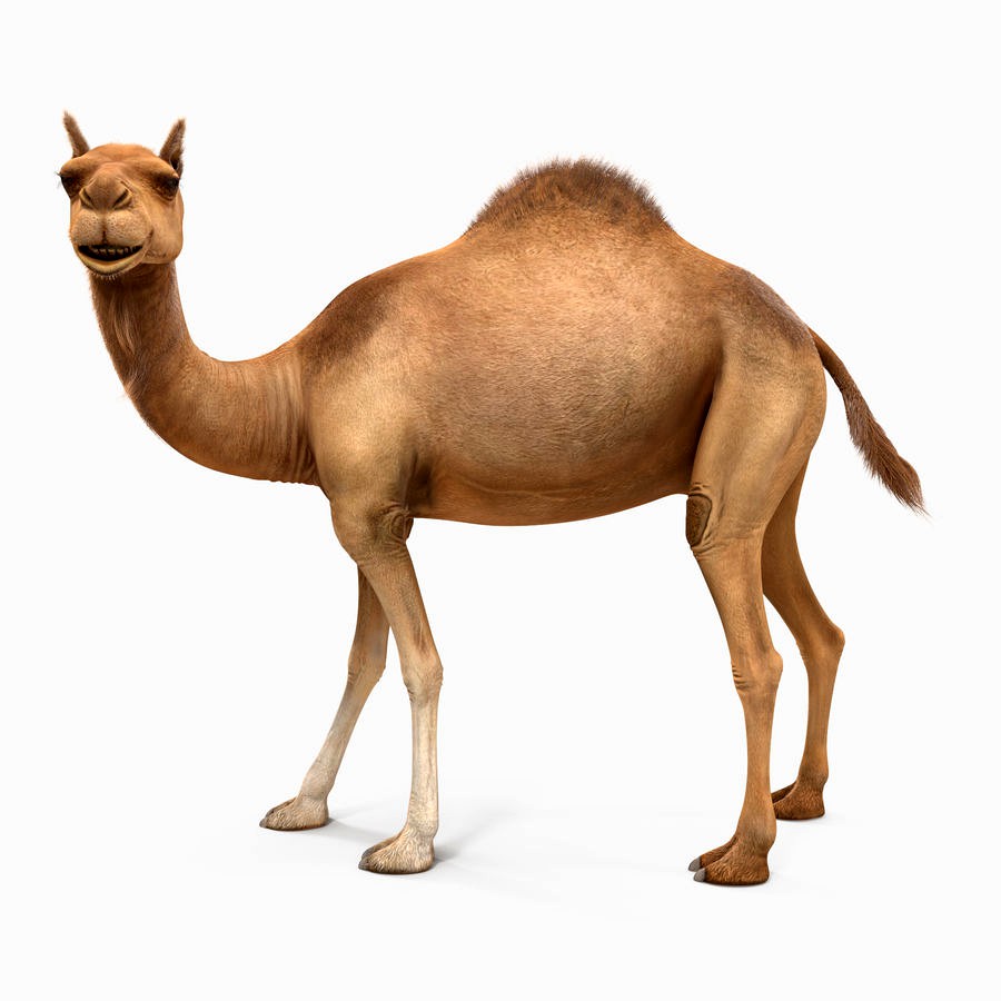 Camel Rigged with Fur 3D Model