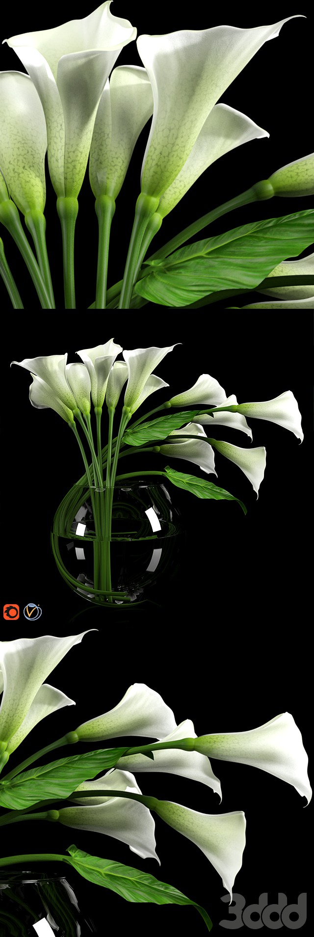 Calla Lily