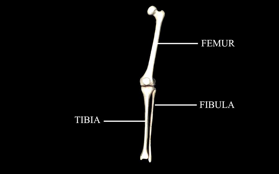 Knee Joint - Femur, tibia, fibula 3d Models