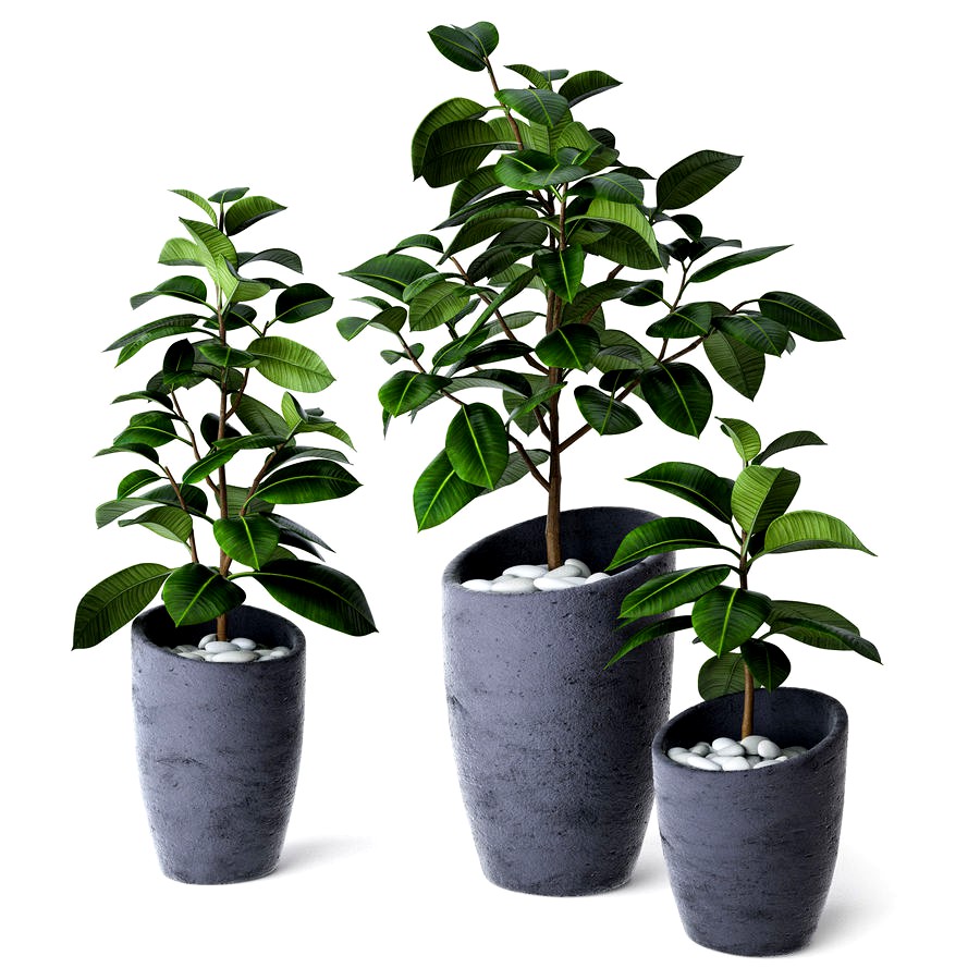 Ficus Elastica 3