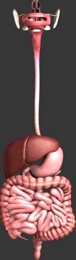 Human digestive system3d model