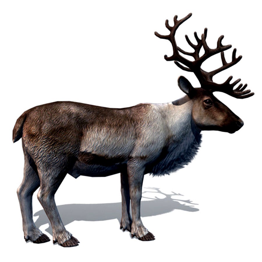 Reindeer (rigged)