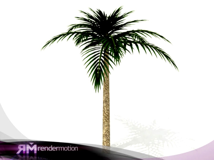 D2.C1.25(1) Chilean Coconut, Coco chileno