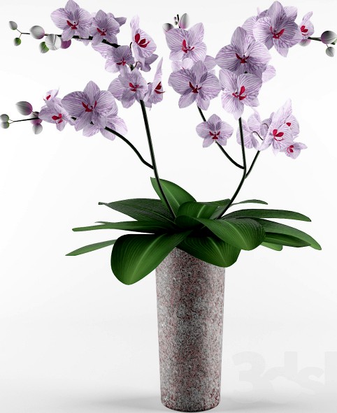 Orchid