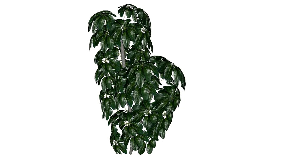 Schefflera Tree