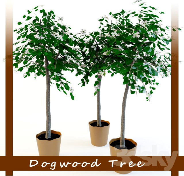 Dogwood tree (Dogwood tree)