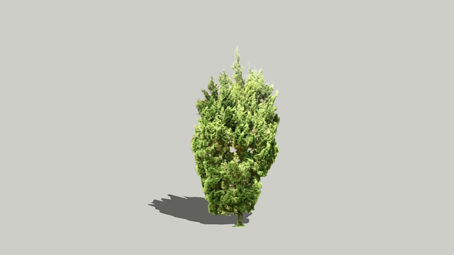 Chinese Juniper