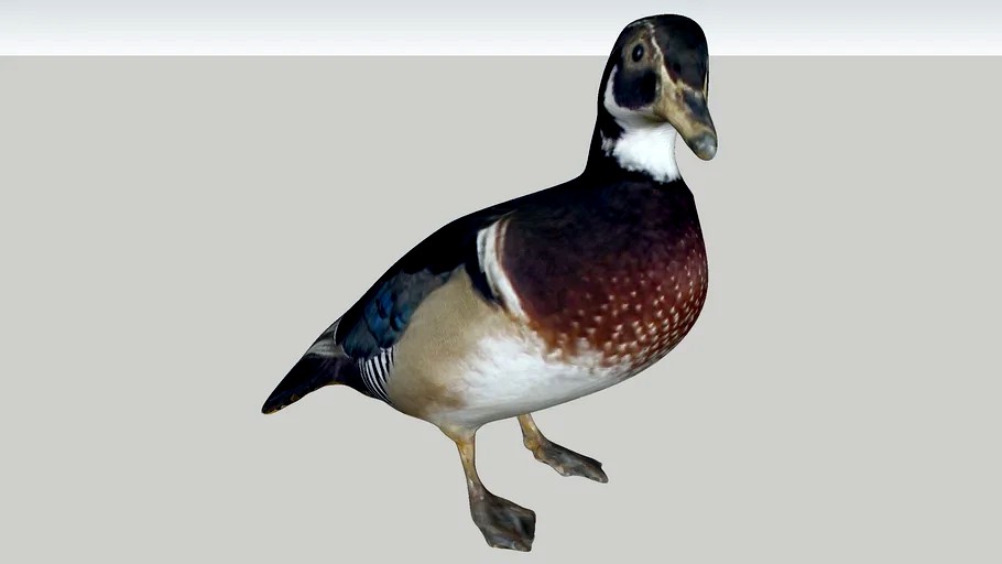 Duck/eend