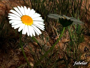 Daisy - 3D Model