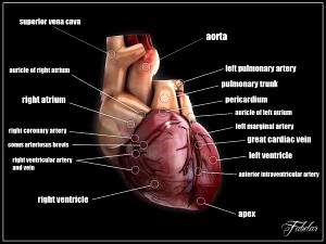Human heart std mat - 3D Model